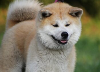 Akita-Inu