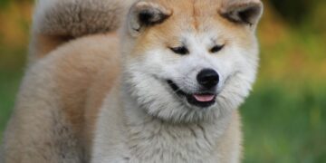 Akita-Inu