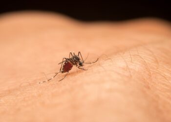 west nile