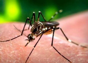 boala-dengue