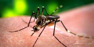 boala-dengue