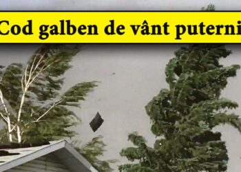 Cod-galben-de-vant