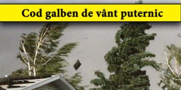 Cod-galben-de-vant