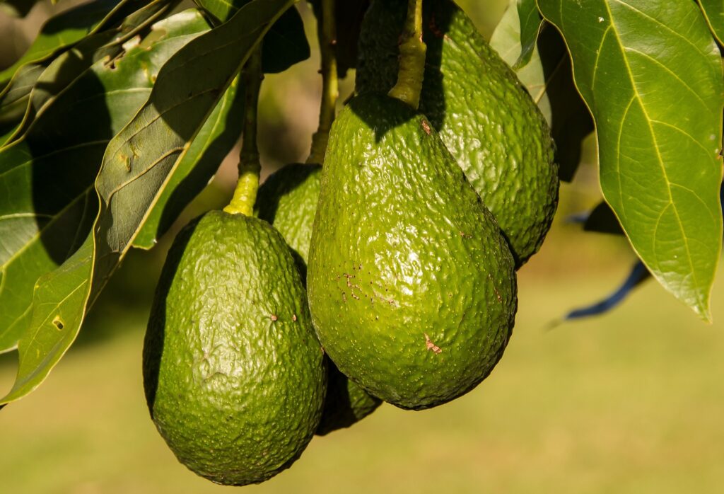beneficii_avocado