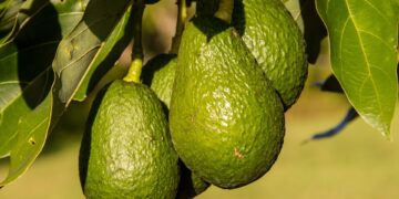beneficii_avocado