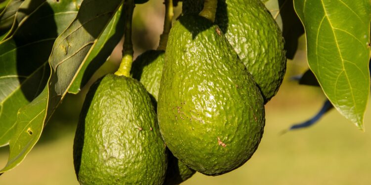 beneficii_avocado