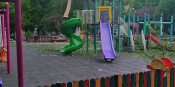 Copac căzut Craiova
