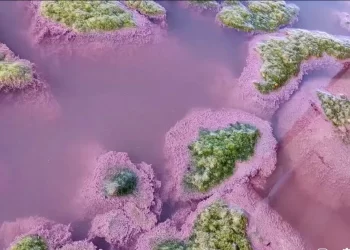 lacul-techirghiol