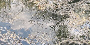 pesti-morti-Suceava