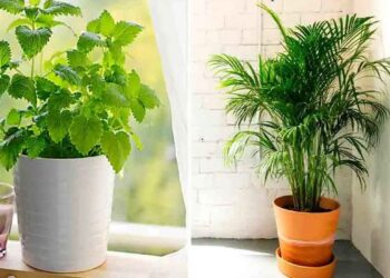 plante-care-absorb-umezeala
