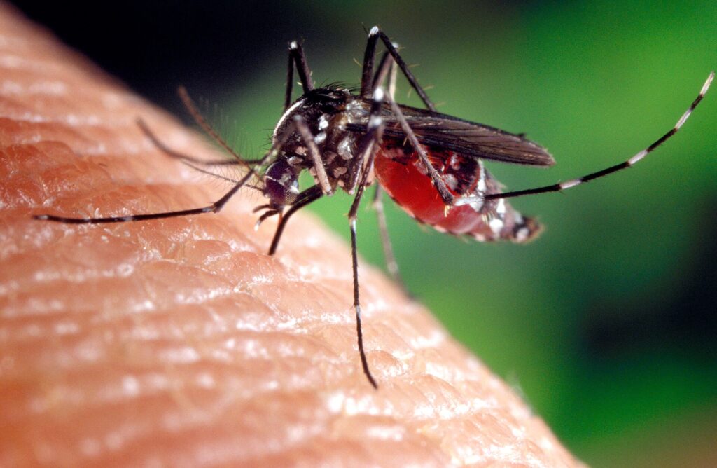 tantar-West-Nile