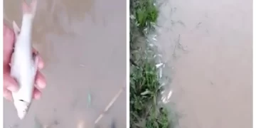 pesti-morti-Olt