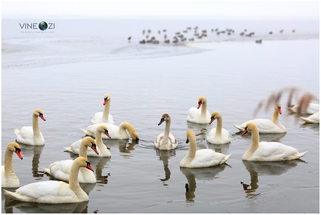 gripa-aviara-Neamt