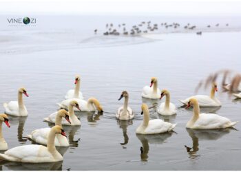 gripa-aviara-Neamt