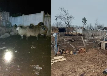sacali-dolj