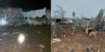 sacali-dolj