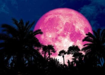 luna-roz-2024