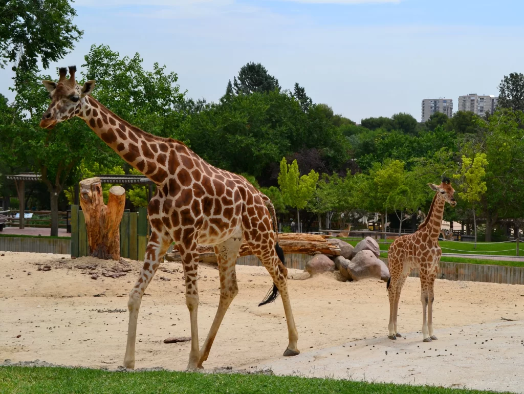 gradini-zoologice-din-romania