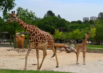 gradini-zoologice-din-romania