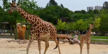gradini-zoologice-din-romania