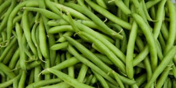 fasole-verde