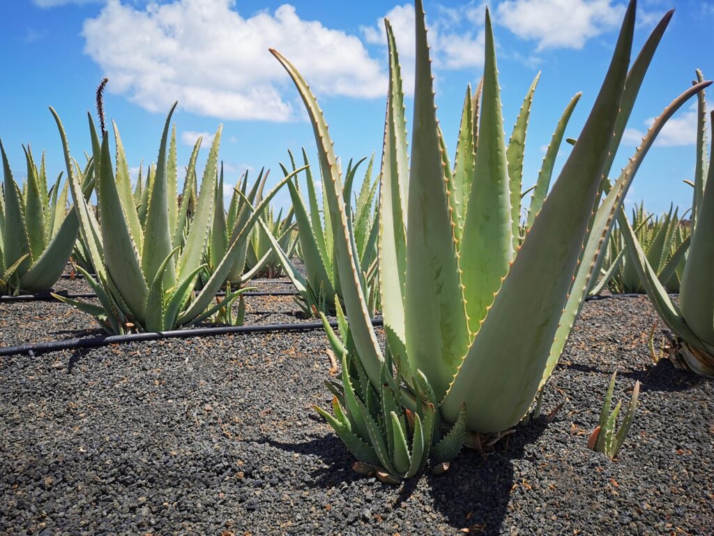 aloe-vera