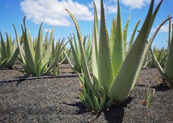 aloe-vera