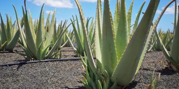 aloe-vera