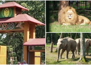 gradina-zoologica-targu-mures