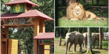 gradina-zoologica-targu-mures
