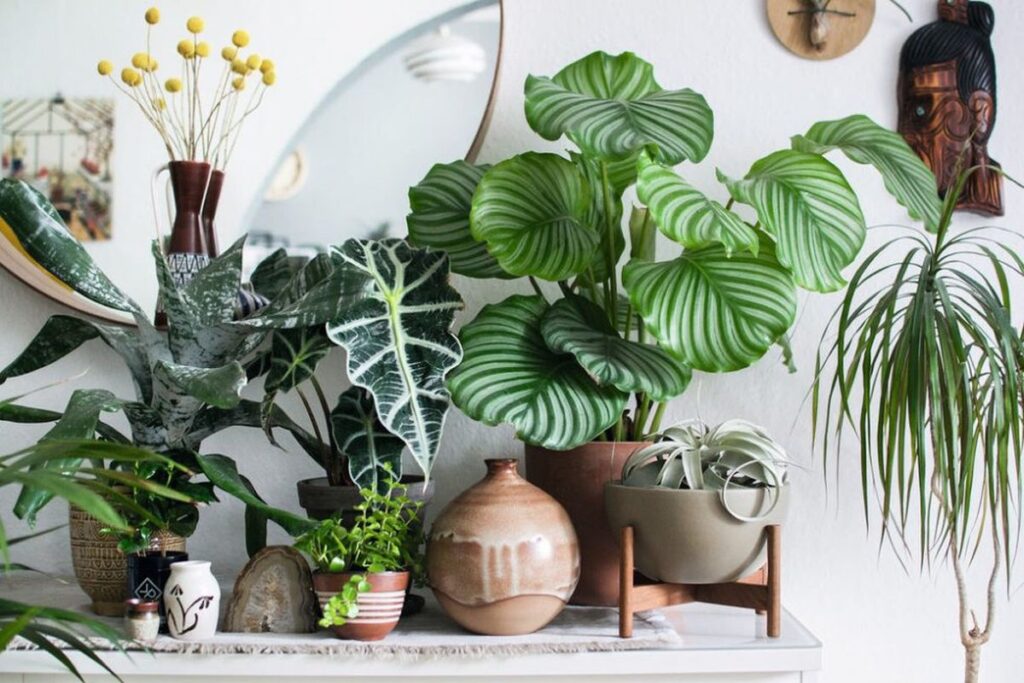 plante-interior-umiditate