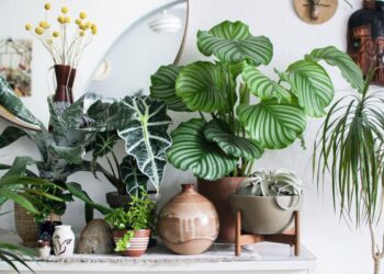 plante-interior-umiditate