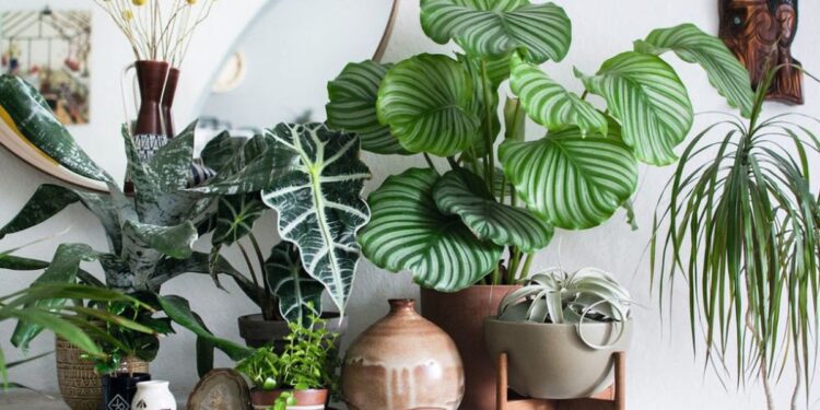 plante-interior-umiditate