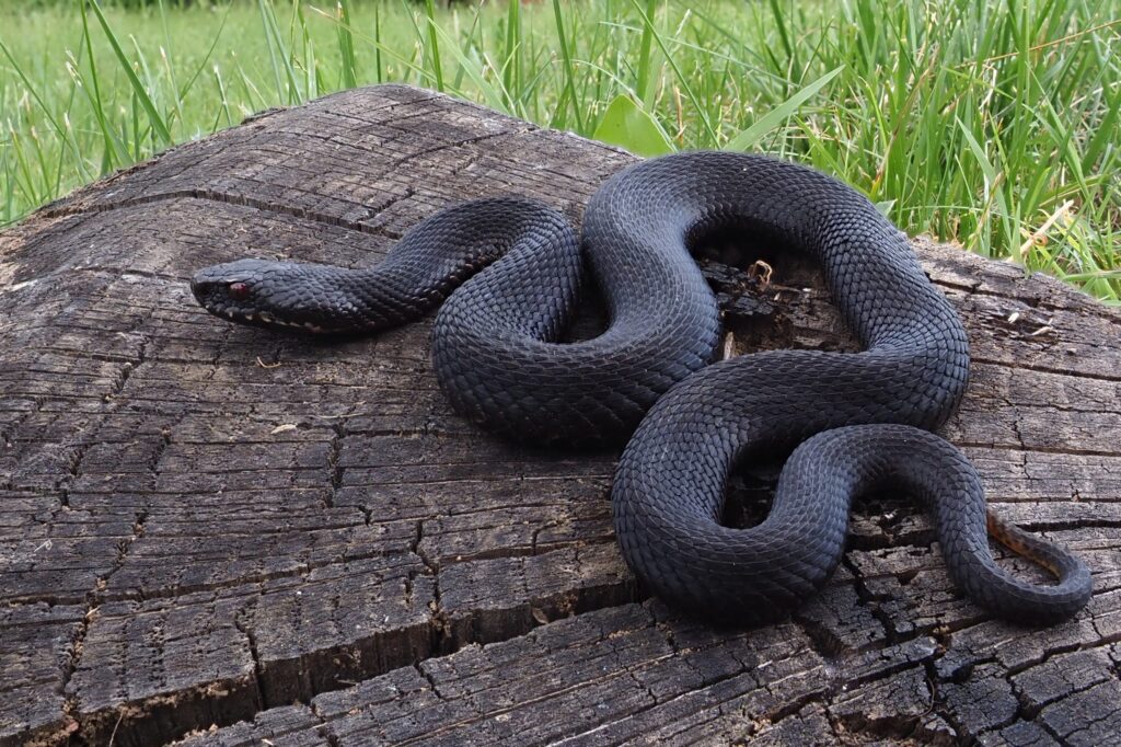 vipera-neagra