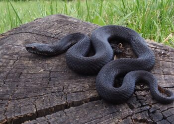 vipera-neagra