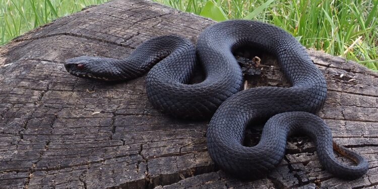 vipera-neagra
