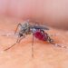 west-nile