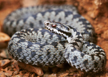 vipera-comuna-Vipera-berus