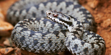 vipera-comuna-Vipera-berus