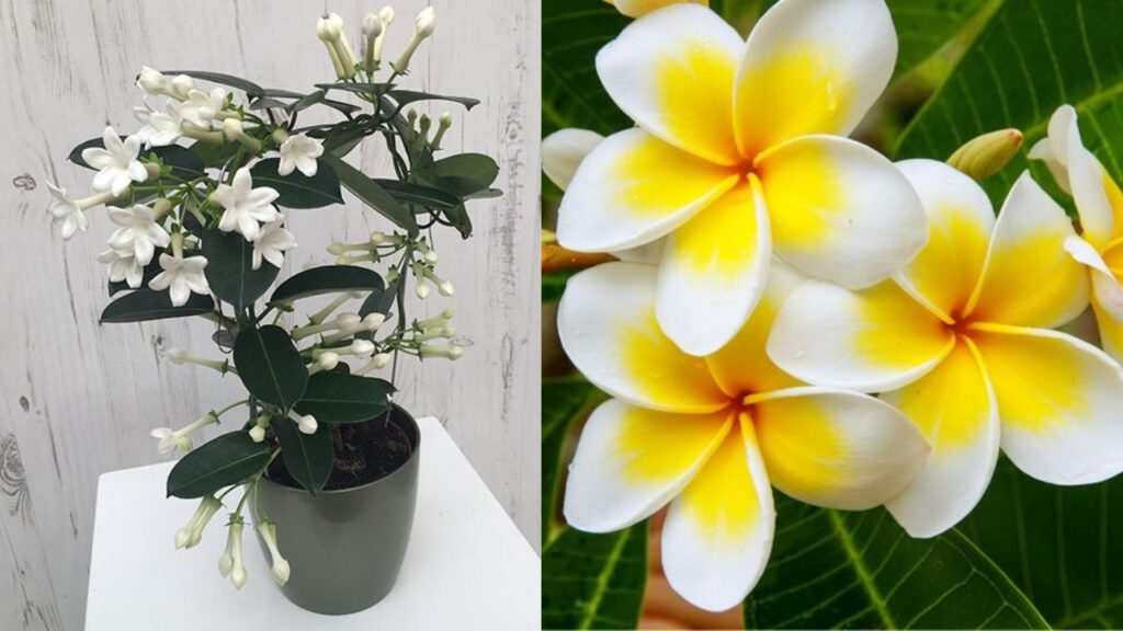 plante-interior-parfum