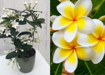 plante-interior-parfum