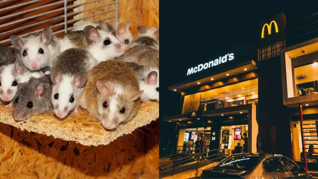Mcdonalds-soareci
