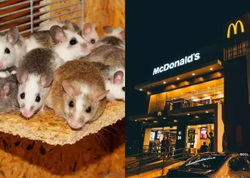 Mcdonalds-soareci