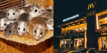 Mcdonalds-soareci