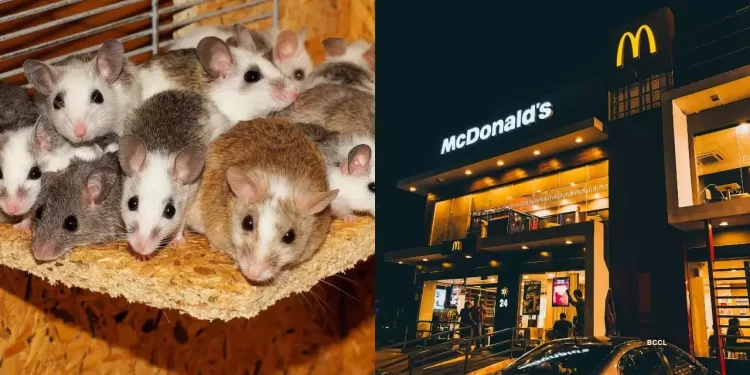 Mcdonalds-soareci