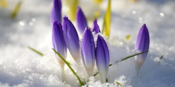 vremea-1-februarie