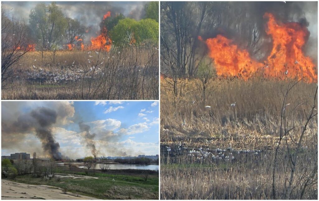 incendiu-Delta-Vacaresti