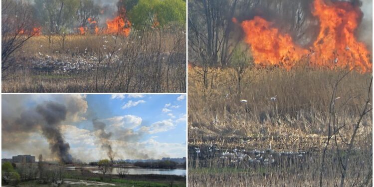 incendiu-Delta-Vacaresti