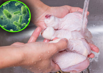 carne-de-pui-cu-salmonella