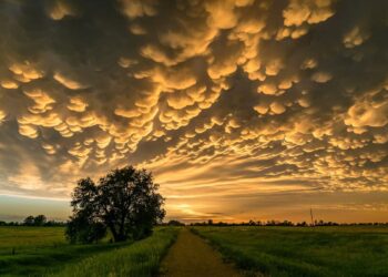 nori-mammatus